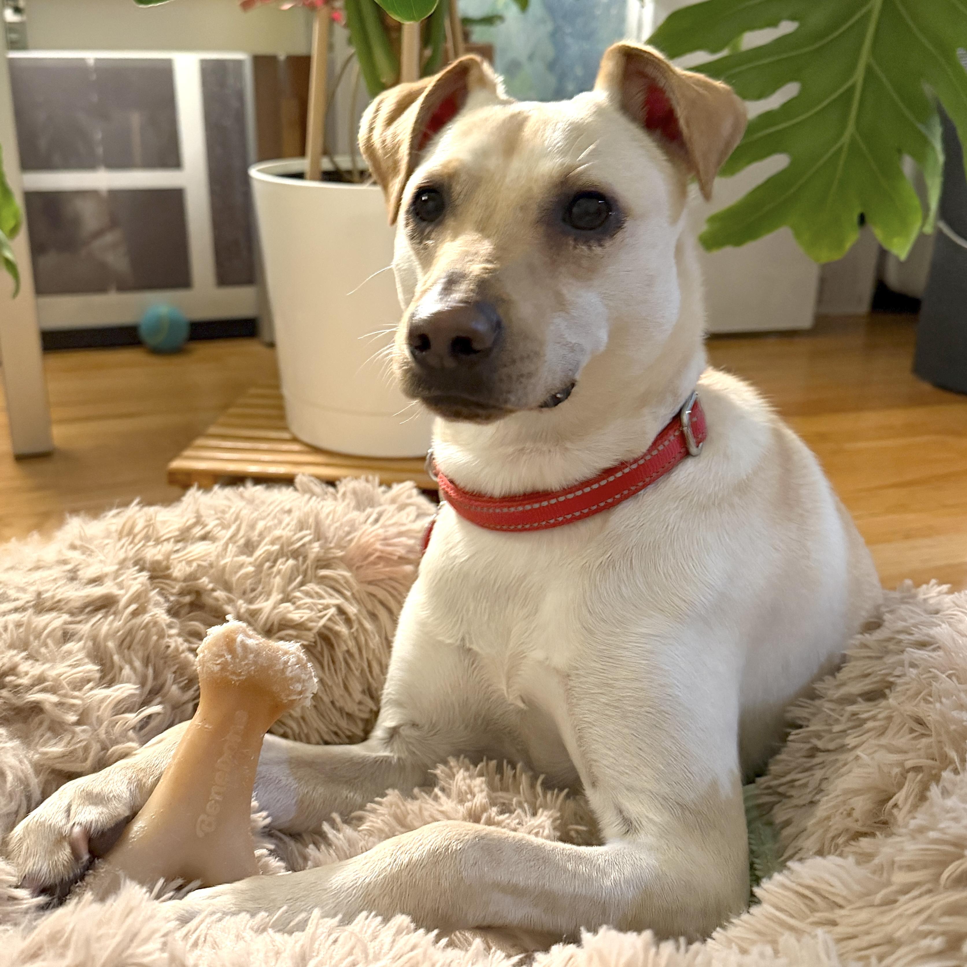 Mooshu, Adoptable, Young Male Chiweenie.