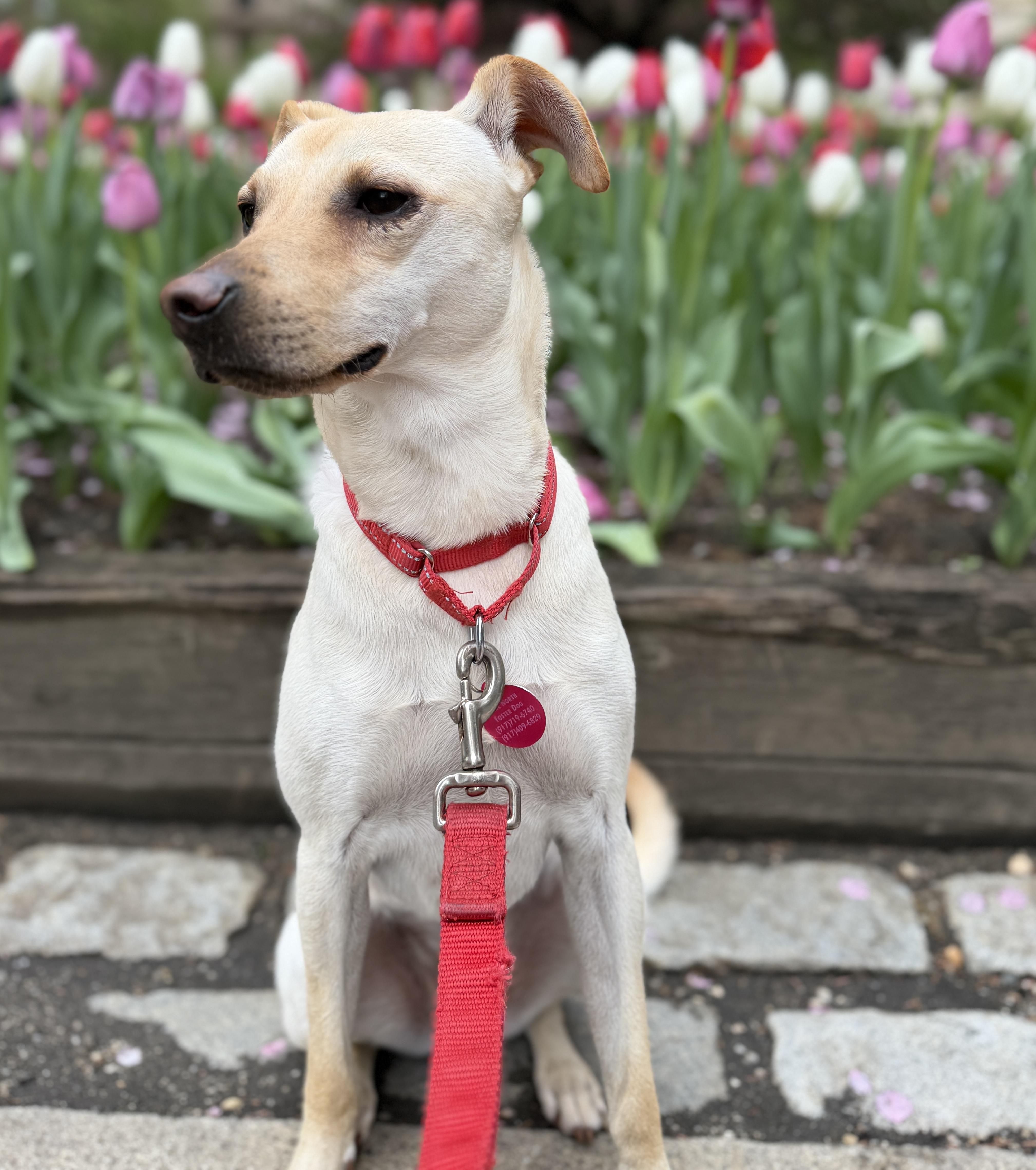 Mooshu, a Adoptable Chiweenie in Brooklyn, NY image 4/6