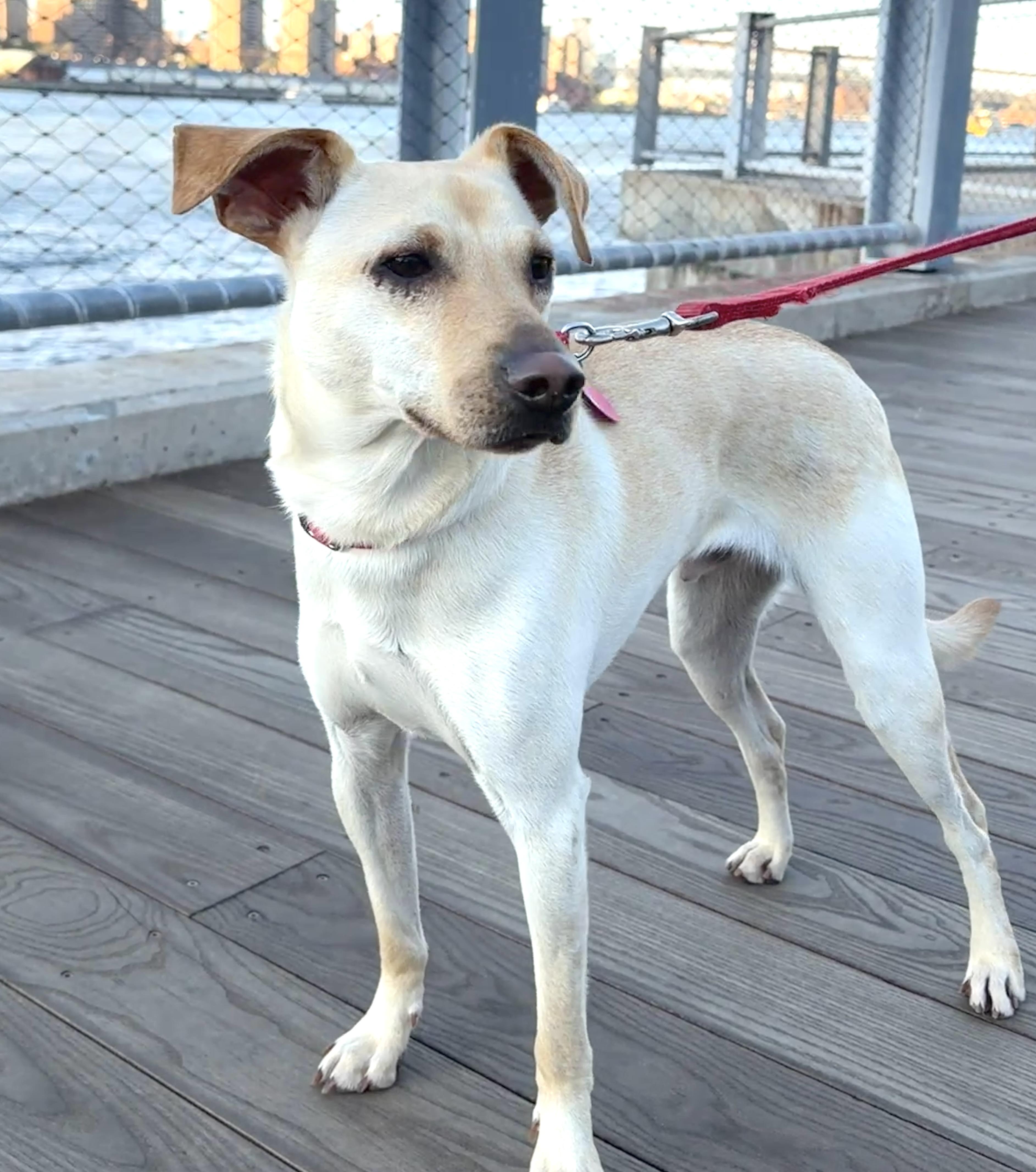 Mooshu, a Adoptable Chiweenie in Brooklyn, NY image 5/6