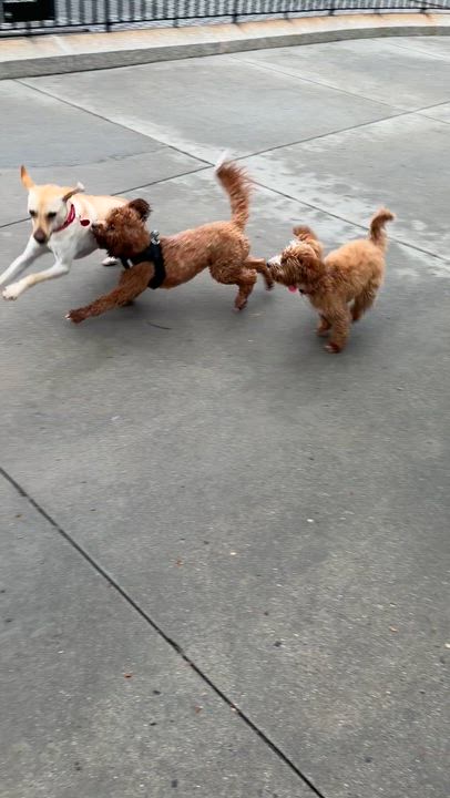 Enlarge Mooshu, a Adoptable Chiweenie in Brooklyn, NY video 6/6