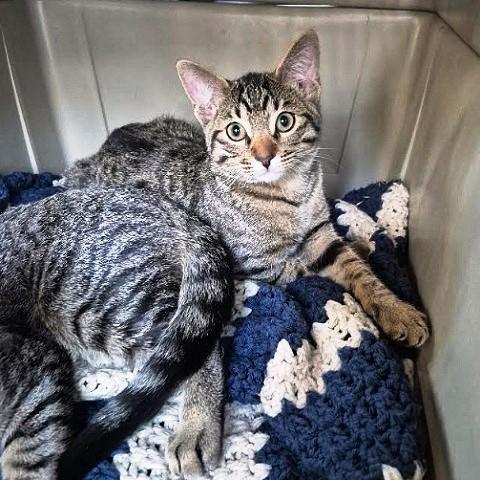 Pluto and Micky, ADOPTABLE, Kitten Male Tabby.
