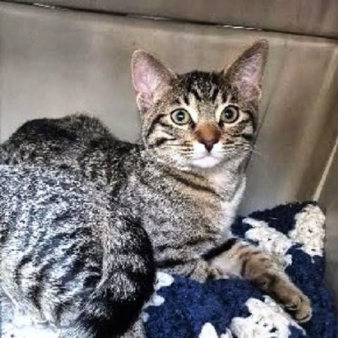 Enlarge Pluto and Micky, a ADOPTABLE Tabby in Salt Lake City, UT image 2/3