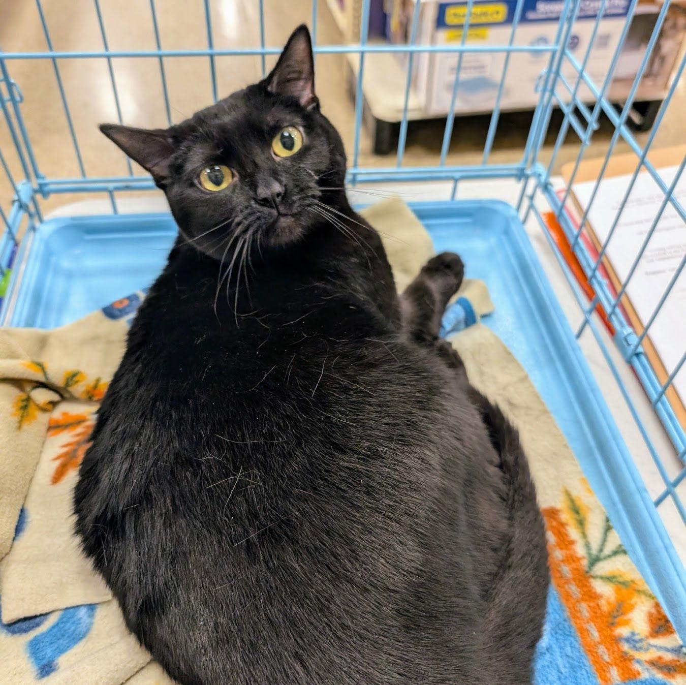 Clarabelle, Adoptable, Adult Female Domestic Short Hair.