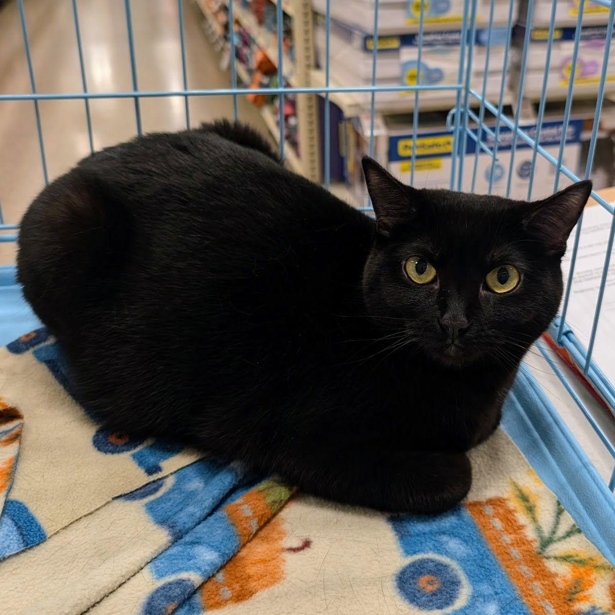 Enlarge Clarabelle, a Adoptable Domestic Short Hair in Norwood, OH image 2/2