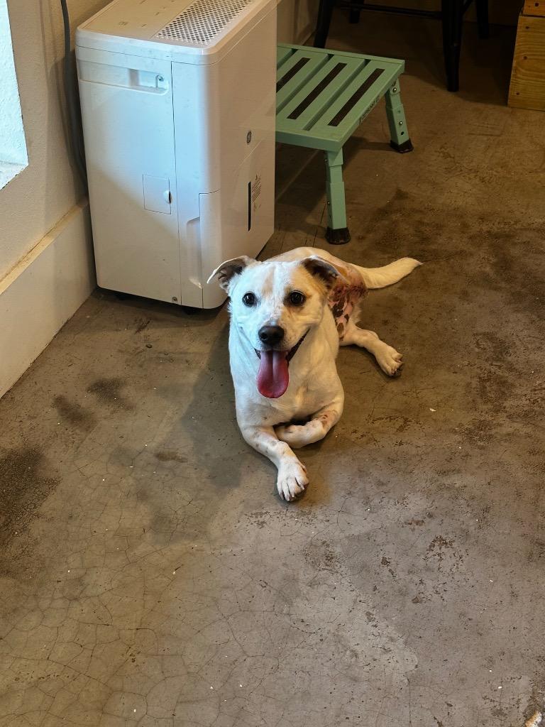 Enlarge Charlie, a Adoptable mixed breed in St. Francisville, LA image 1/4