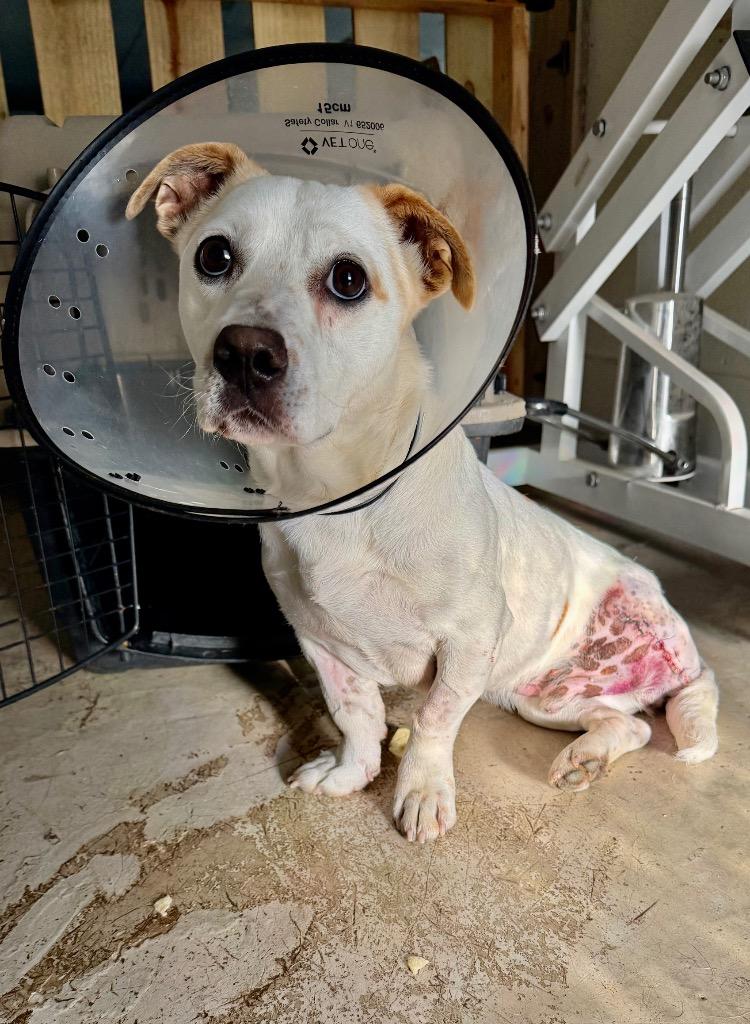 Enlarge Charlie, a Adoptable mixed breed in St. Francisville, LA image 2/4