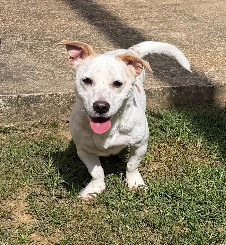 Enlarge Charlie, a Adoptable mixed breed in St. Francisville, LA image 3/6