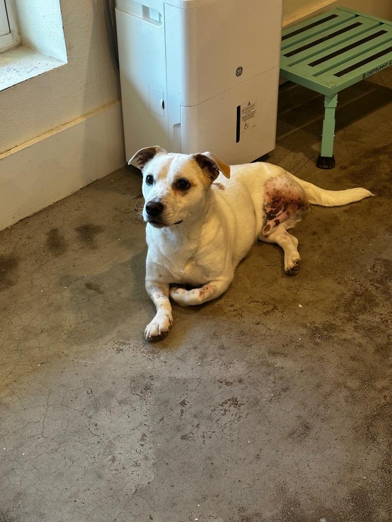 Enlarge Charlie, a Adoptable mixed breed in St. Francisville, LA image 4/4