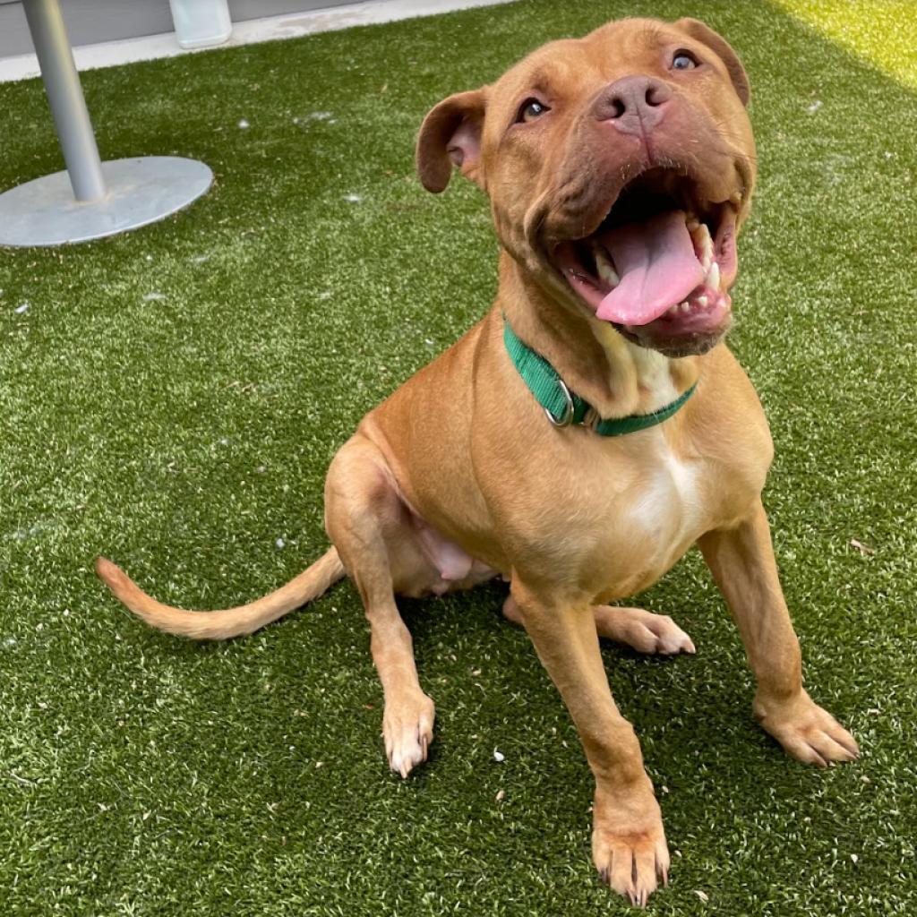 SHE-RA, Adoptable, Adult Female American Bulldog.
