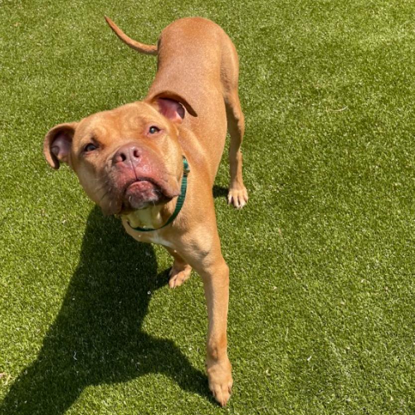 Enlarge SHE-RA, a Adoptable American Bulldog in Greensboro, NC image 2/6