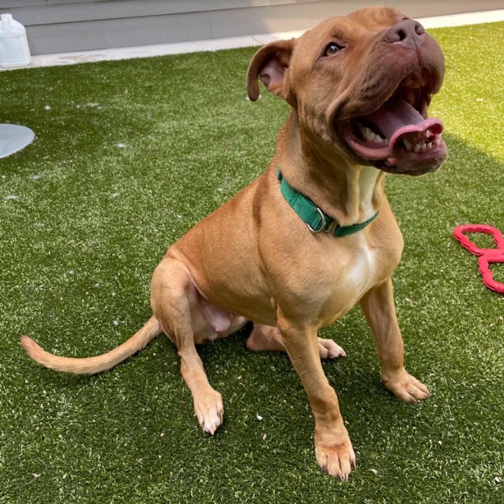Enlarge SHE-RA, a Adoptable American Bulldog in Greensboro, NC image 3/6