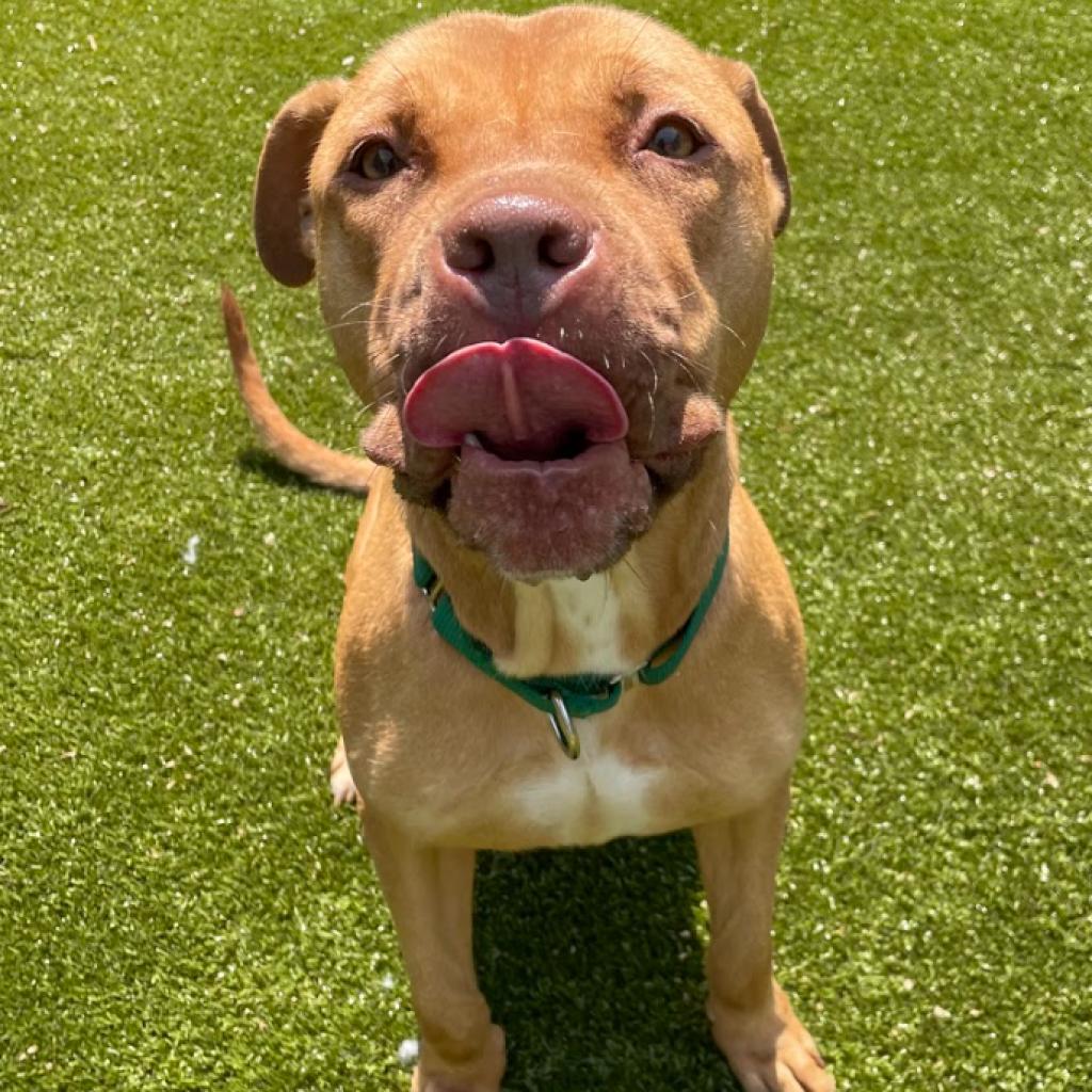 Enlarge SHE-RA, a Adoptable American Bulldog in Greensboro, NC image 4/6