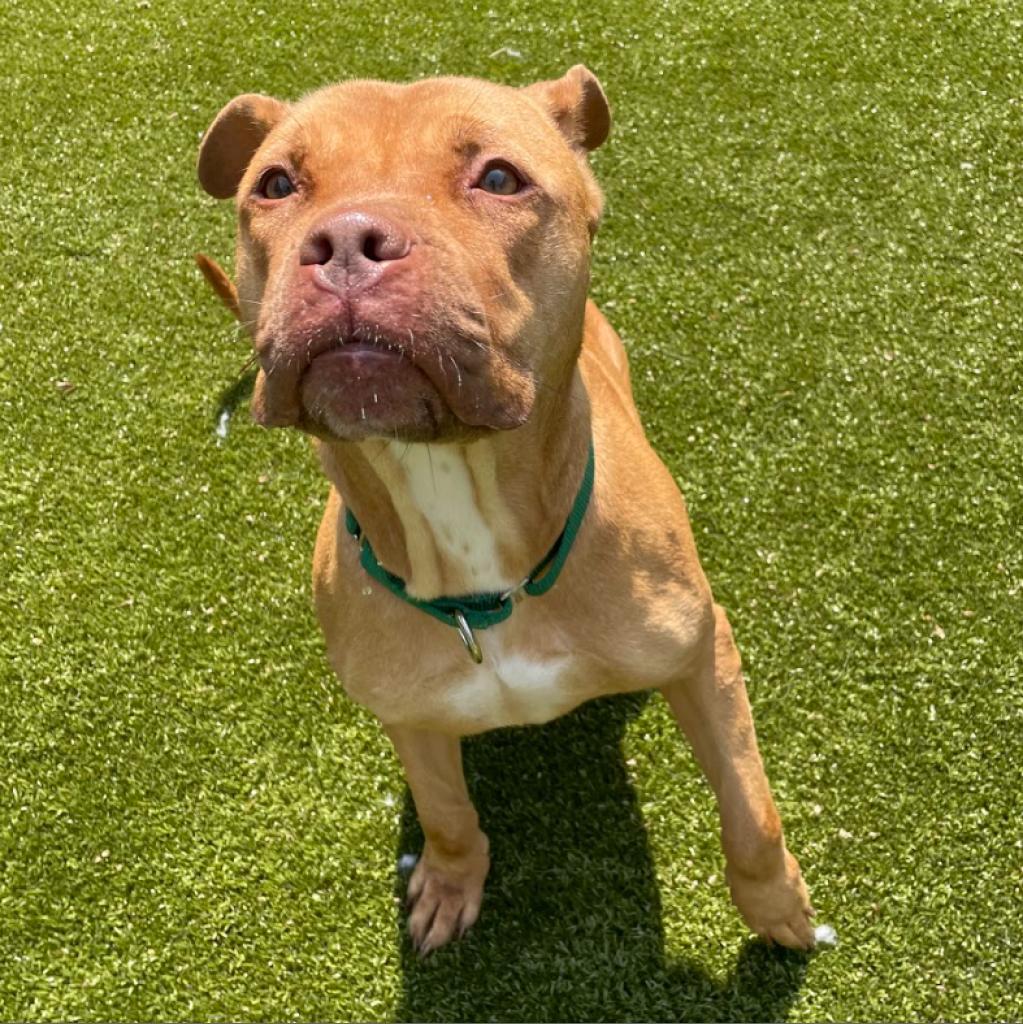 Enlarge SHE-RA, a Adoptable American Bulldog in Greensboro, NC image 6/6
