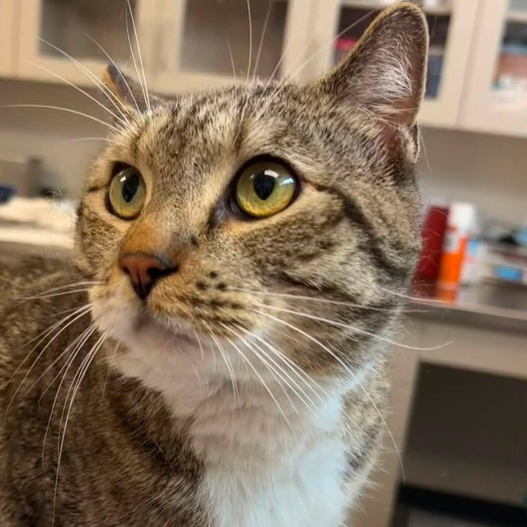 Rotisserie Chicken, ADOPTABLE, Adult Male Domestic Short Hair.