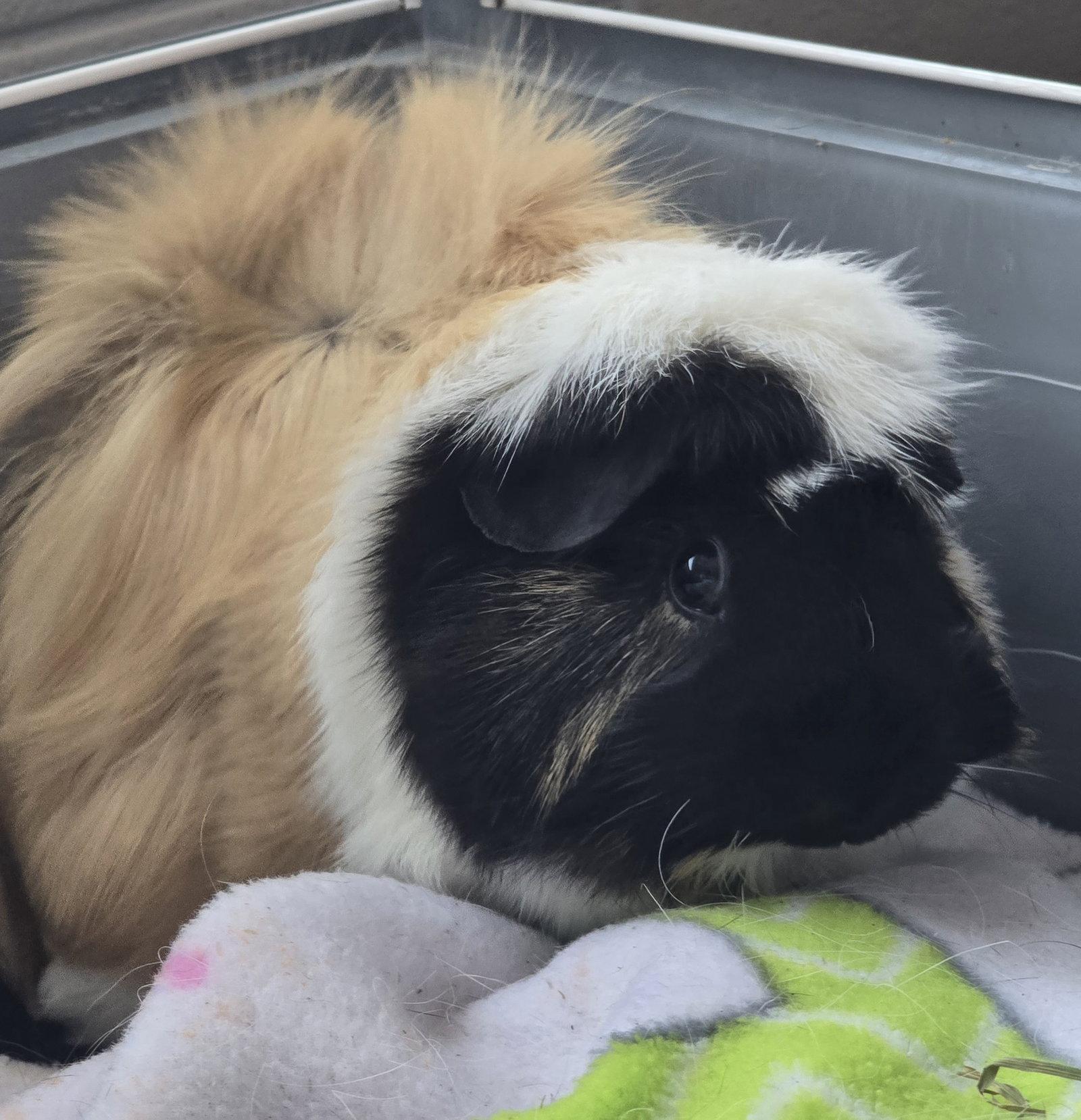 G pig, Adopted, Young Female Guinea Pig & Guinea Pig.
