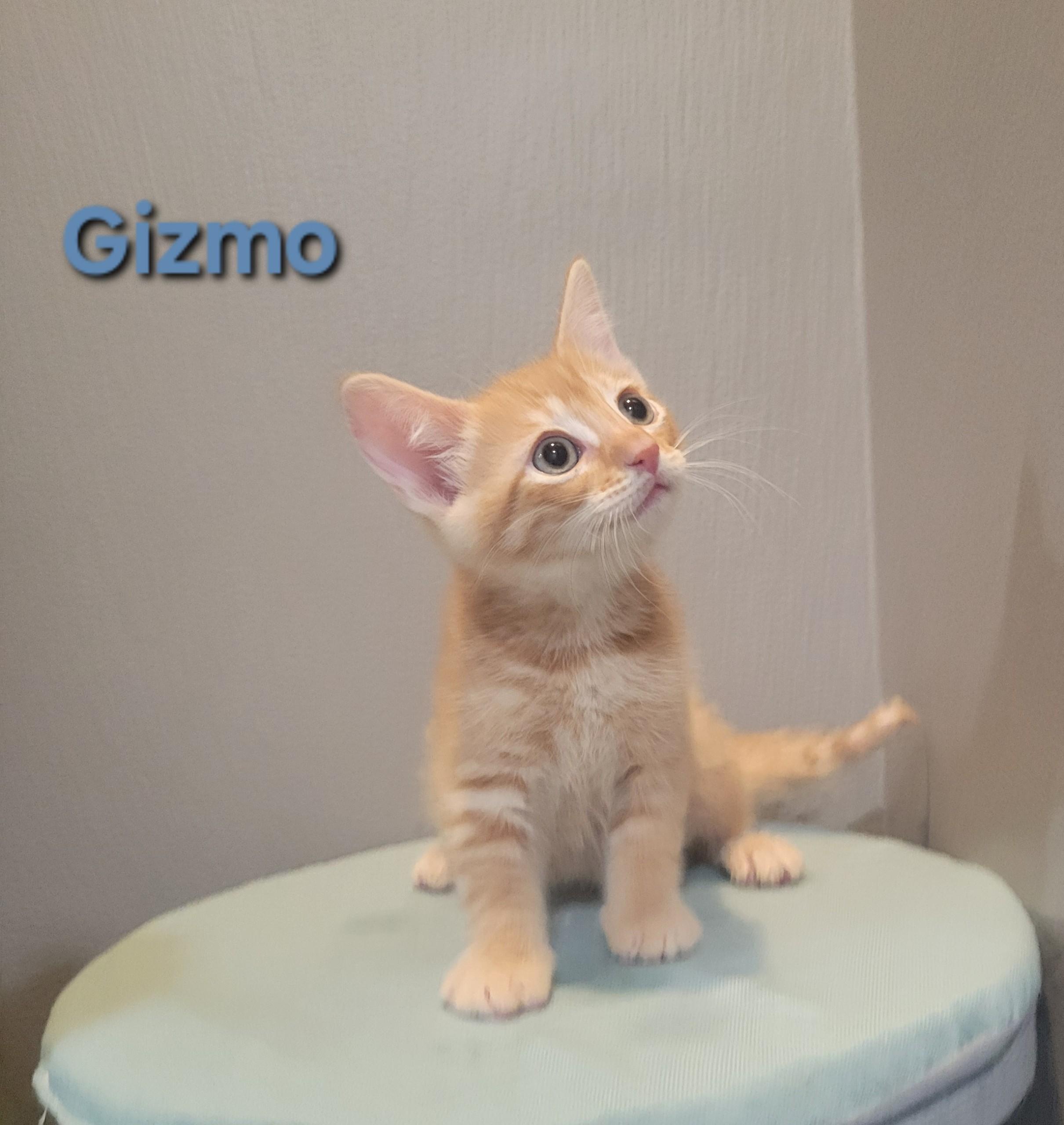 Gizmo