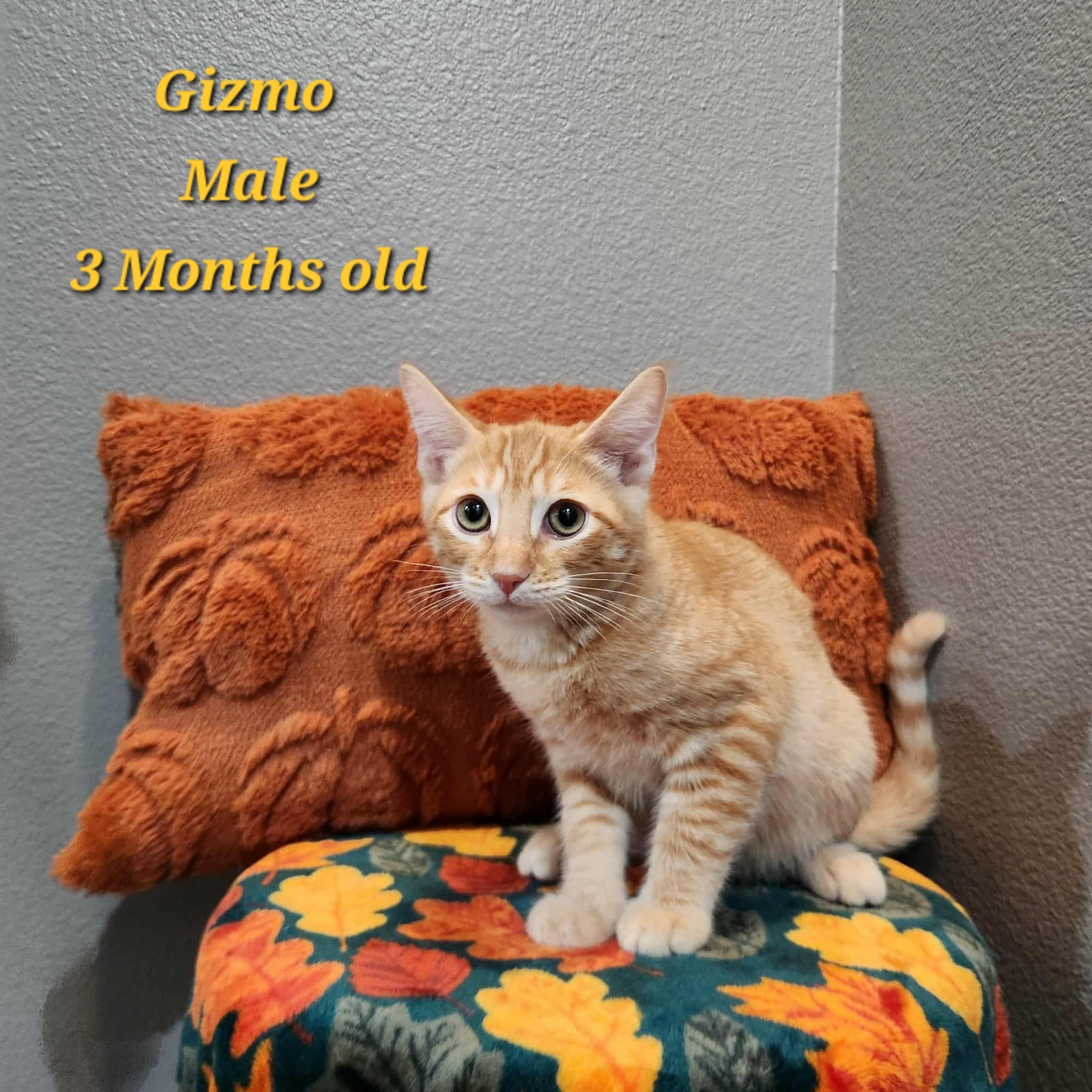 Gizmo