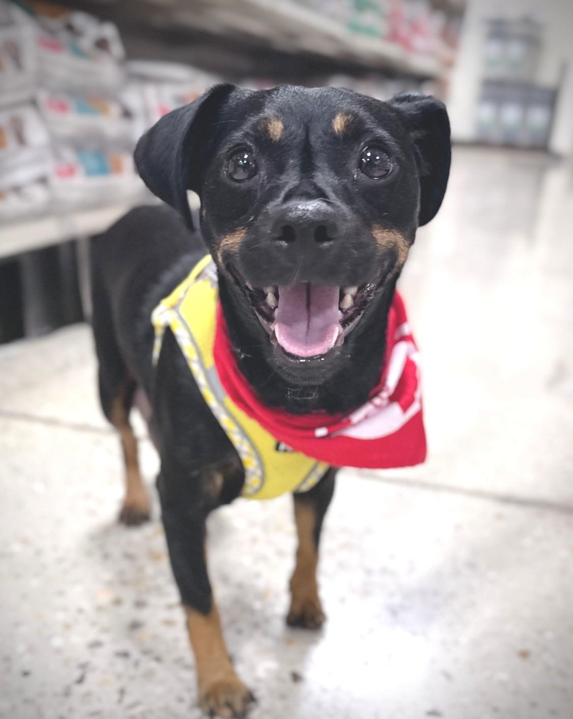 Enlarge Linda, a Adoptable mixed breed in Palatine, IL image 3/6