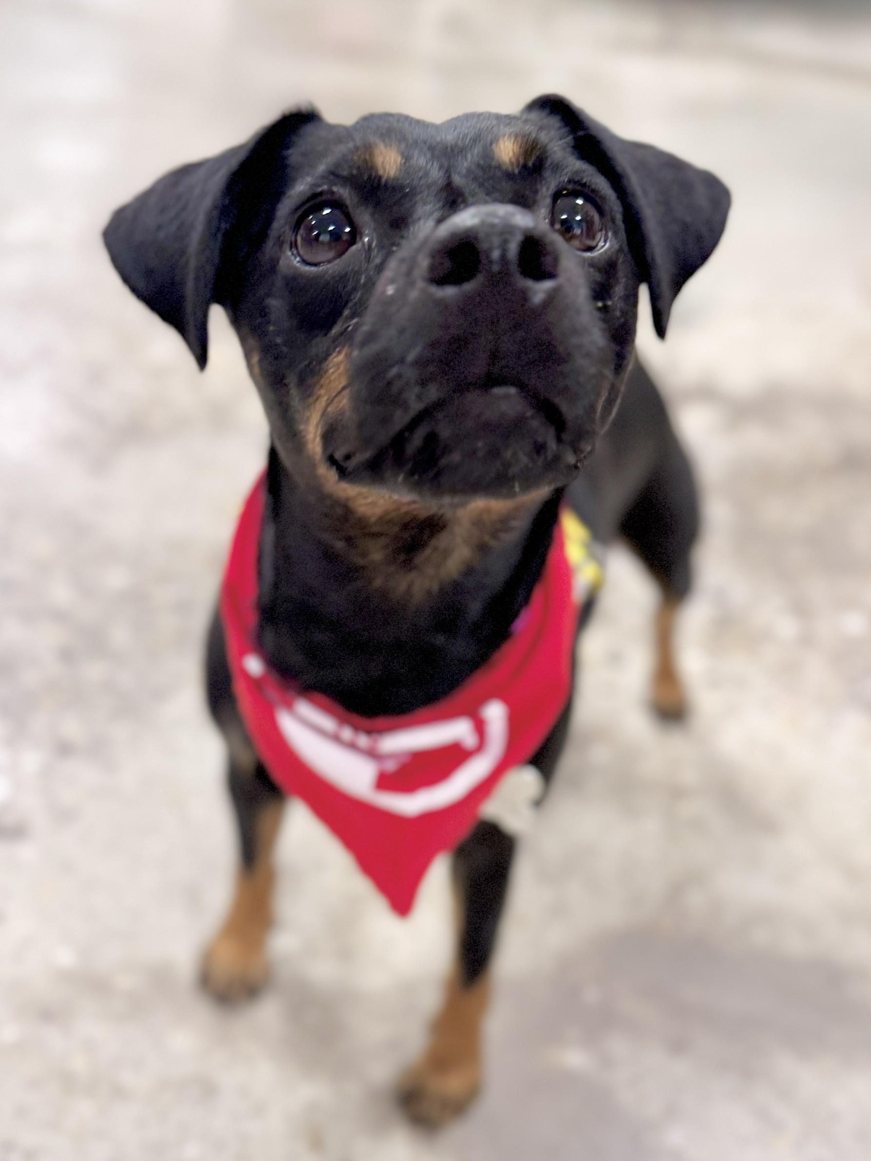 Enlarge Linda, a Adoptable mixed breed in Palatine, IL image 4/6
