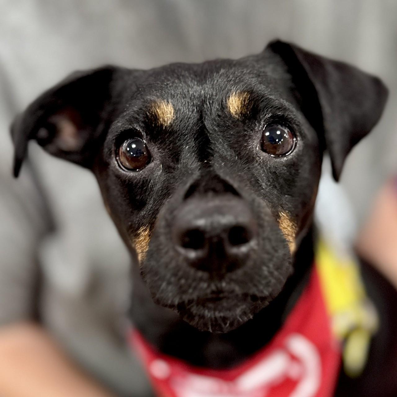 Enlarge Linda, a Adoptable mixed breed in Palatine, IL image 1/6