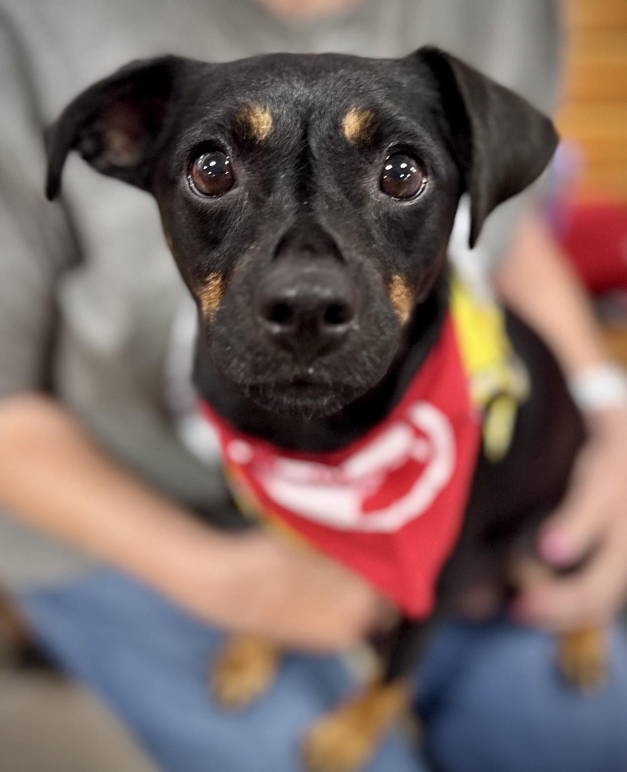 Enlarge Linda, a Adoptable mixed breed in Palatine, IL image 2/6
