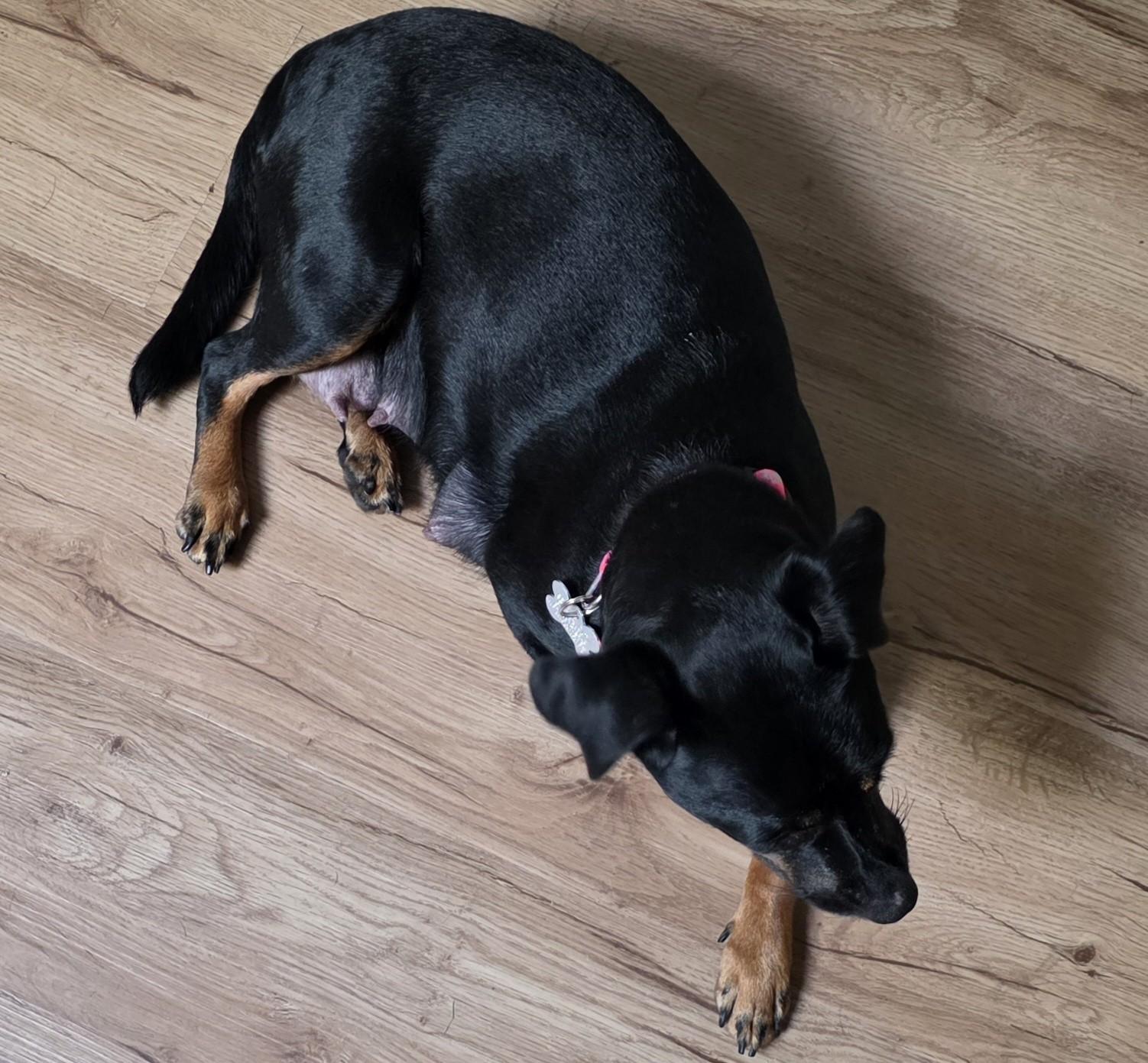 Enlarge Linda, a Adoptable mixed breed in Palatine, IL image 6/6