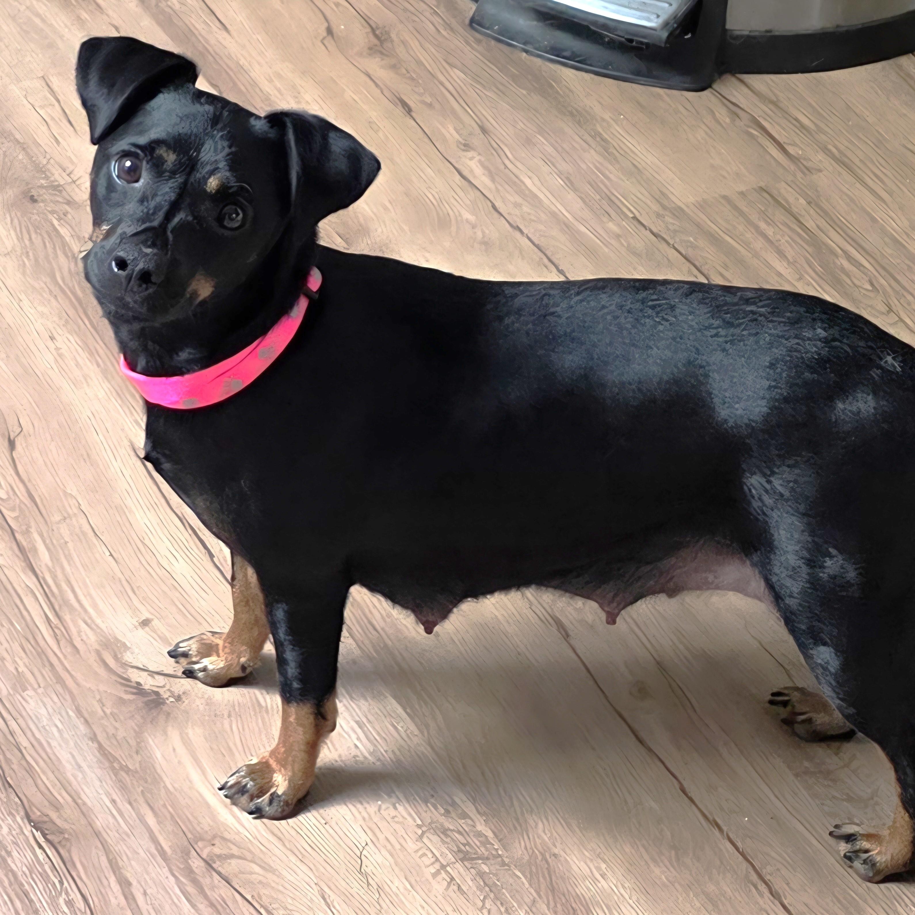 Enlarge Linda, a Adoptable mixed breed in Palatine, IL image 5/6