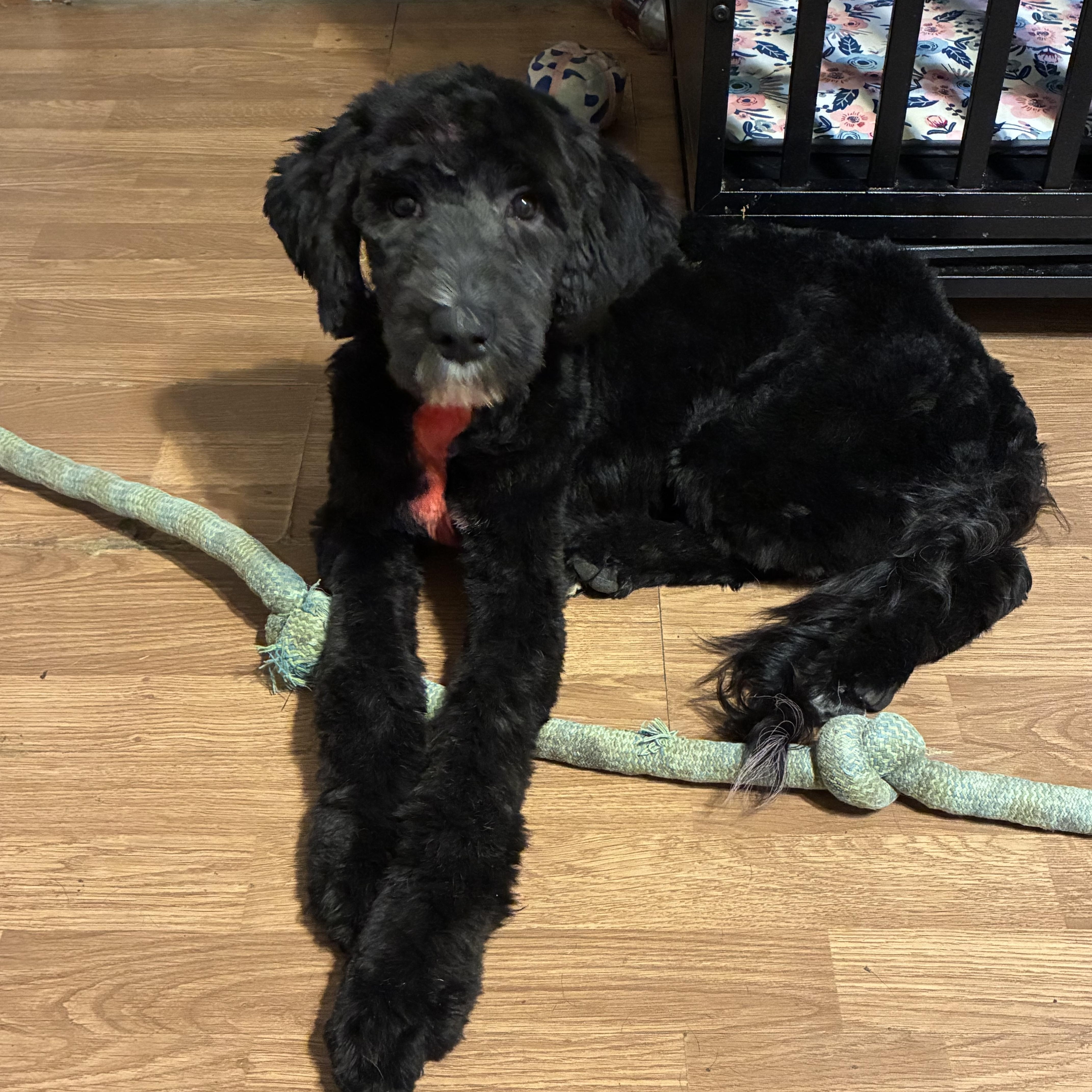 Enlarge Vader, a Adoptable Standard Poodle in Alvarado, TX image 2/2
