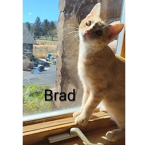 Brad, an adoptable Tabby in Salt Lake City, UT, 84109 | Photo Image 1