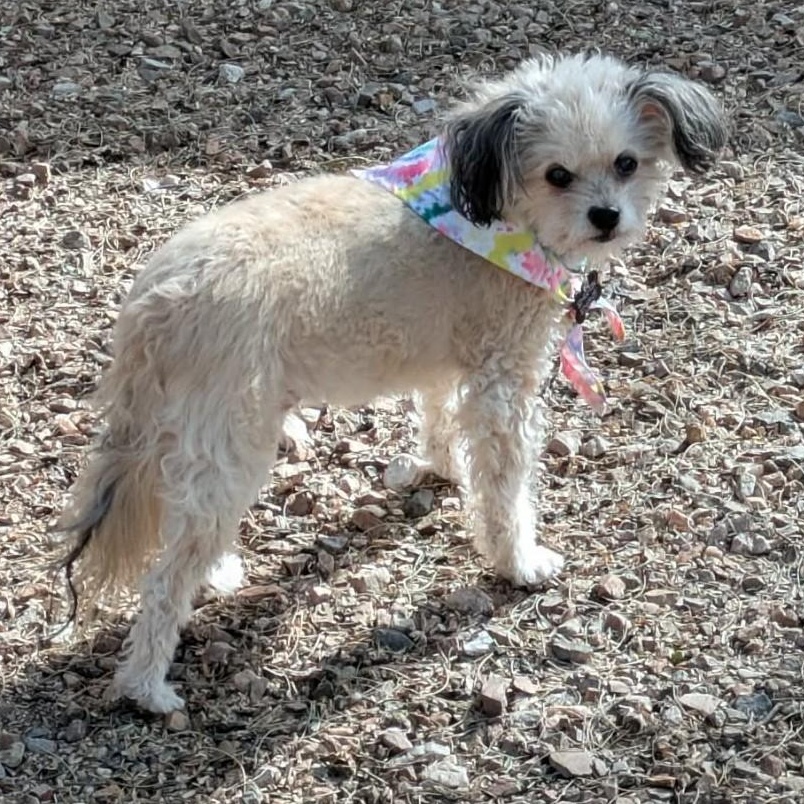 Enlarge PEBBLES , an adopted Shih poo in Marana, AZ image 6/6