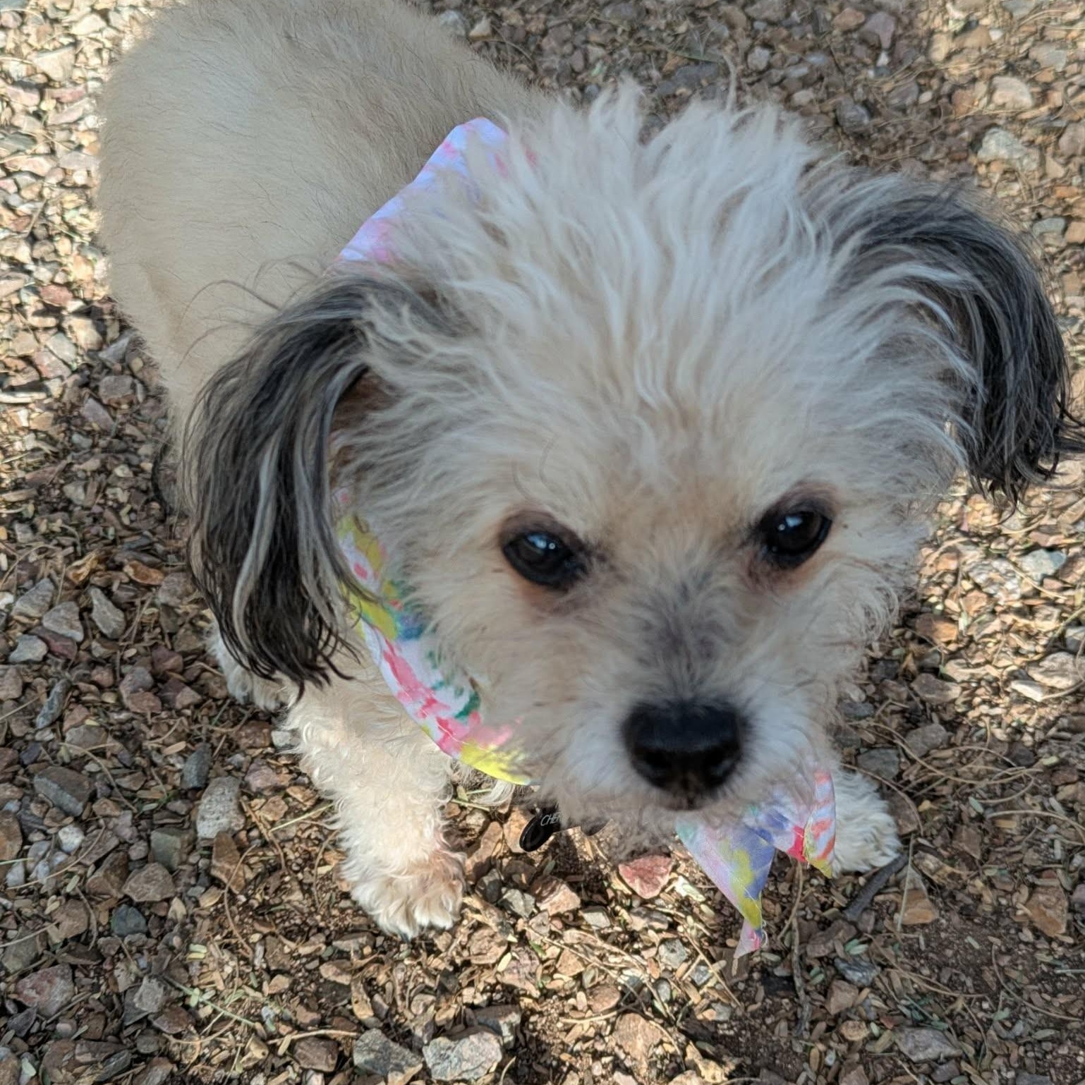 Enlarge PEBBLES , an adopted Shih poo in Marana, AZ image 3/6