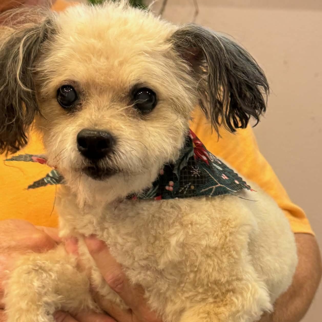 Enlarge PEBBLES , an adopted Shih poo in Marana, AZ image 4/6