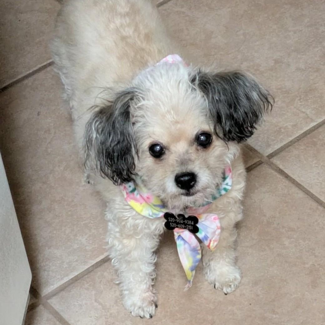 Enlarge PEBBLES , an adopted Shih poo in Marana, AZ image 1/6