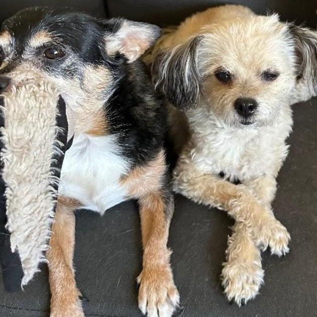 Enlarge PEBBLES , an adopted Shih poo in Marana, AZ image 5/6