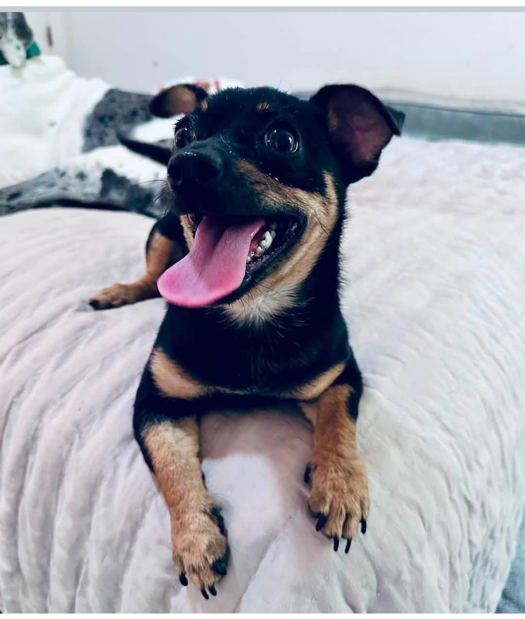 Enlarge Becks, a Adoptable mixed breed in New Portland, ME image 1/1