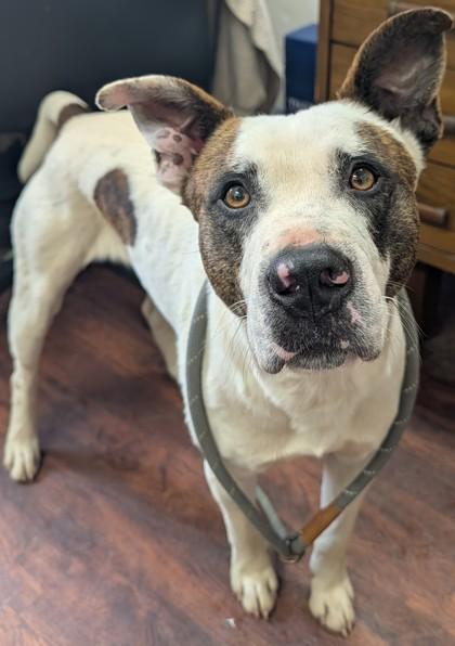 Enlarge Buster, a Adoptable mixed breed in Blue Ridge, GA image 2/2