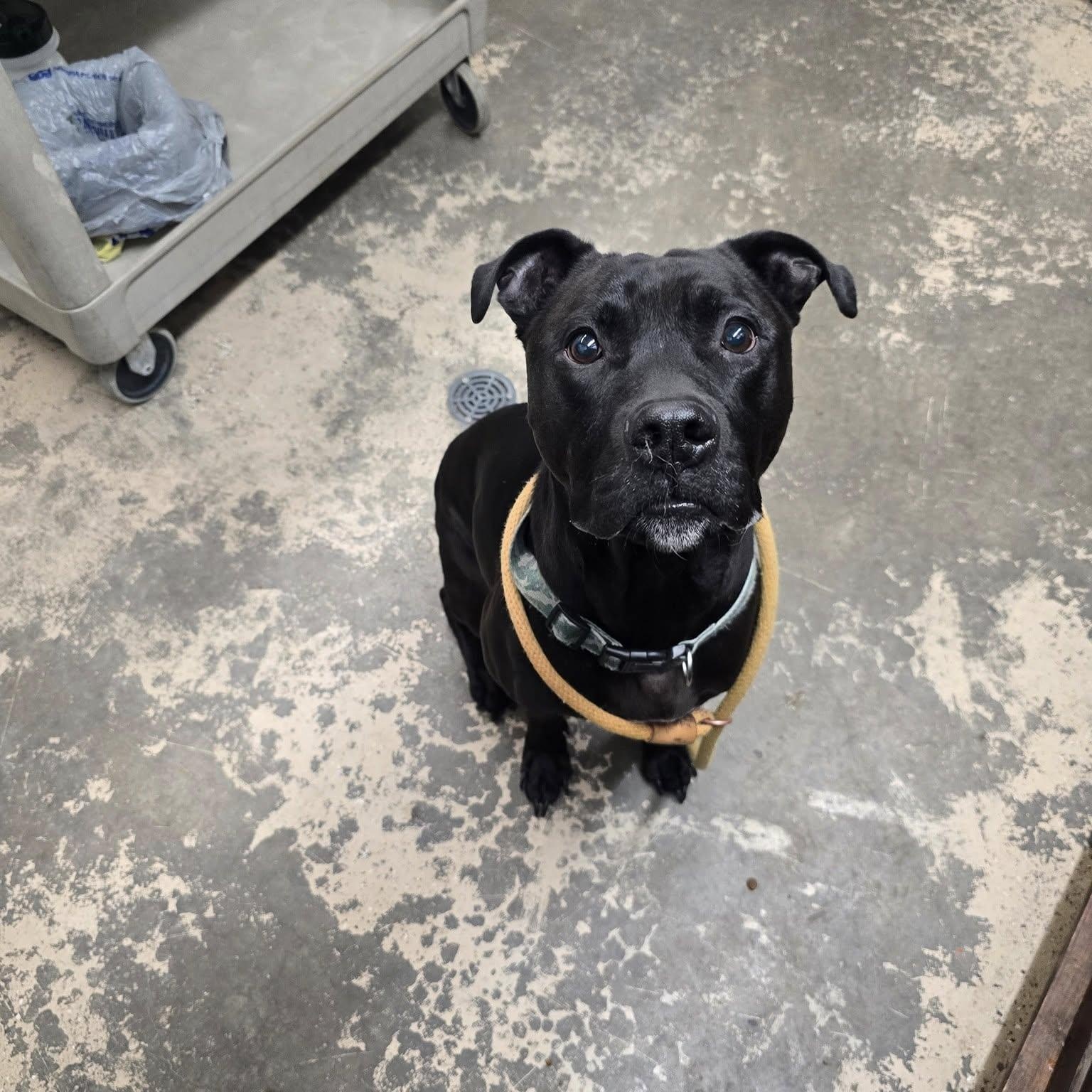 Moose, a Adoptable Mixed Breed in Saint Marys, PA image 2/2