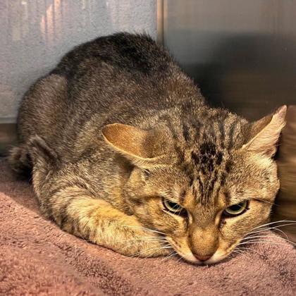 Pouncer, Adoptable, Adult Male Domestic Short Hair & Domestic Short Hair.