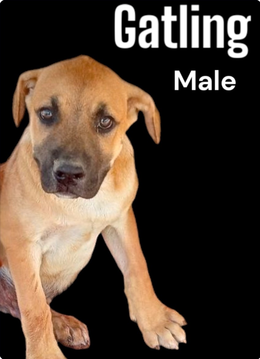 Gatling, a Adoptable mixed breed in Golden Valley, AZ image 2/2