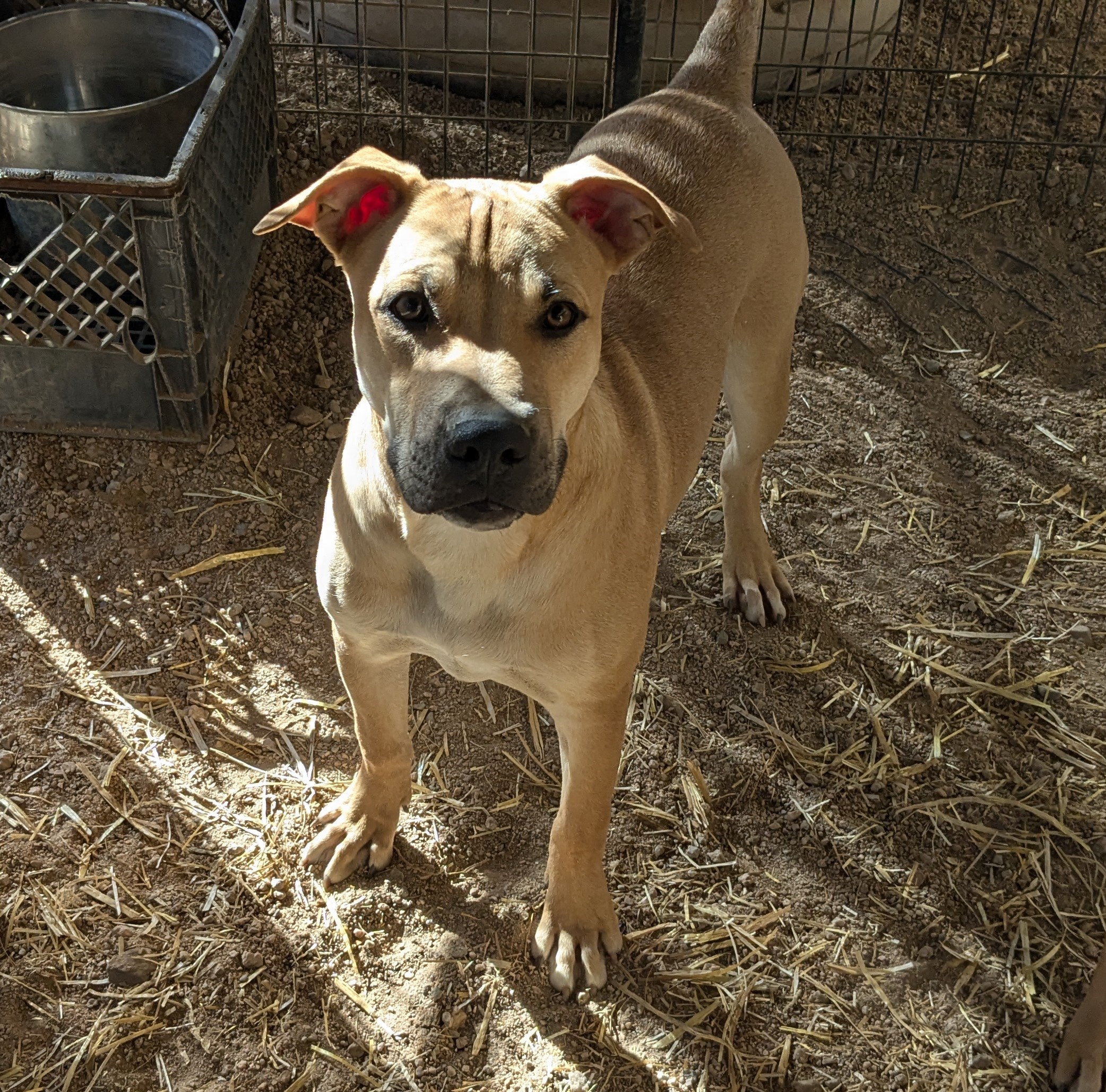 Gatling, a Adoptable mixed breed in Golden Valley, AZ image 1/2