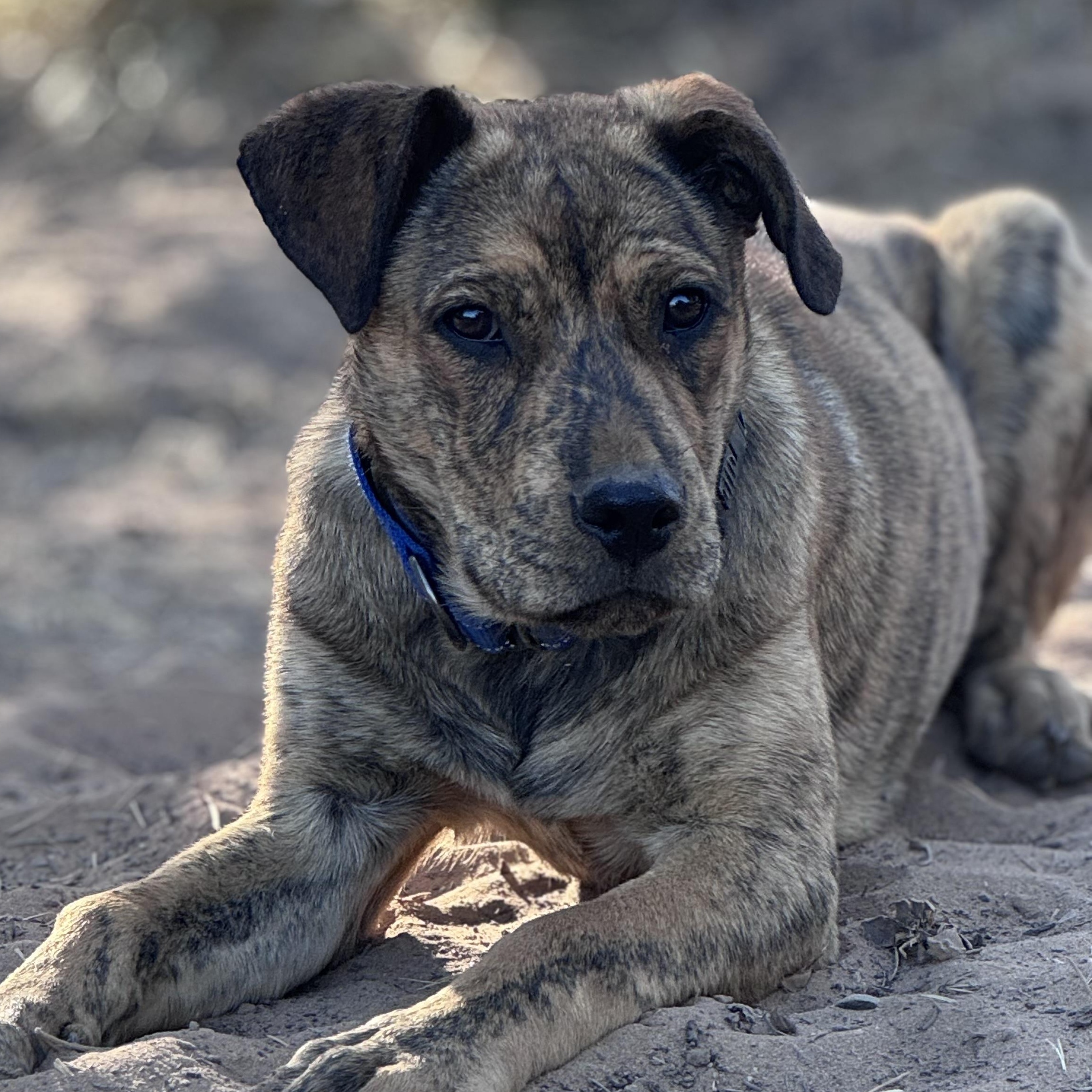 Tater, ADOPTABLE, Young Female Mixed Breed.