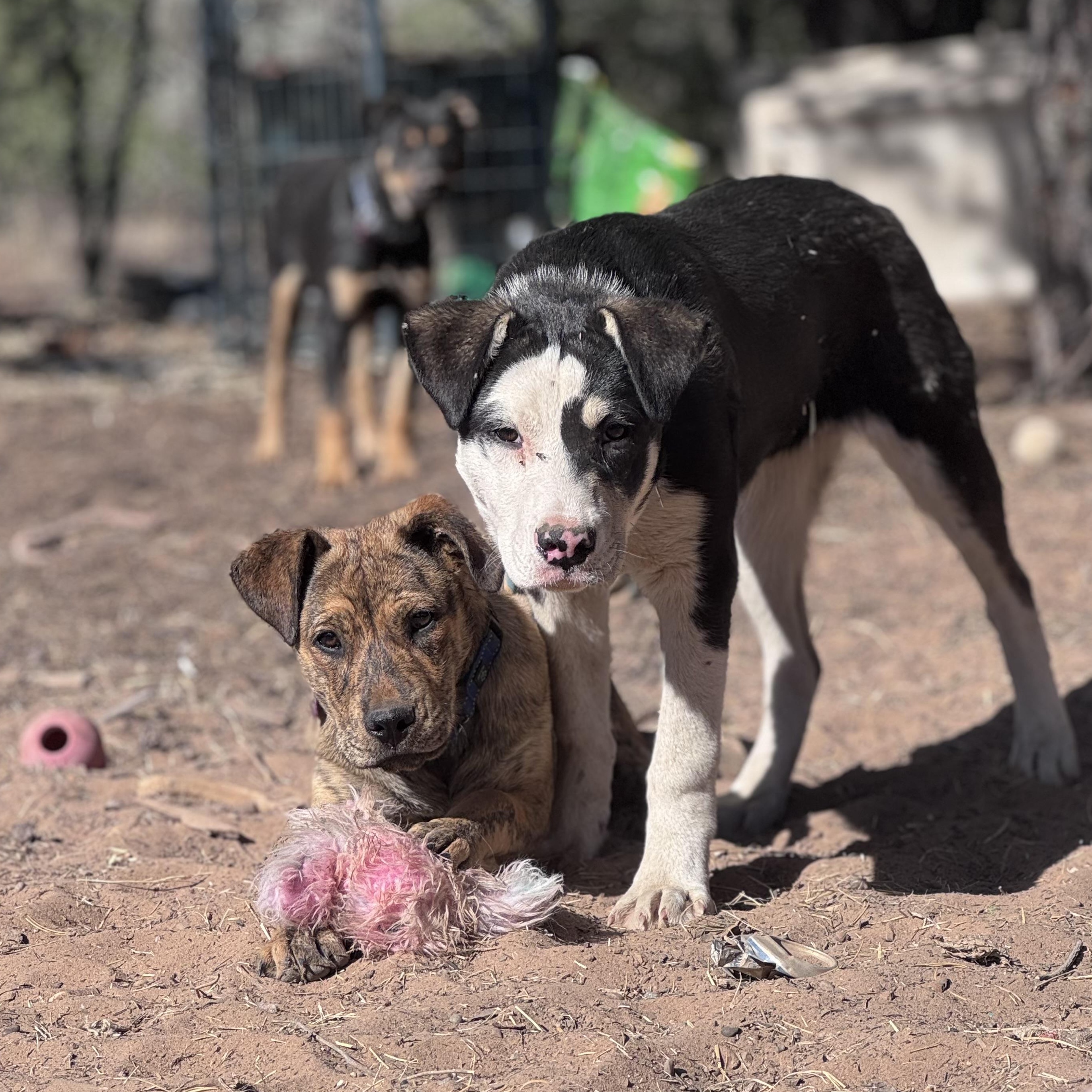Tater, a ADOPTABLE mixed breed in Carson, NM image 3/4