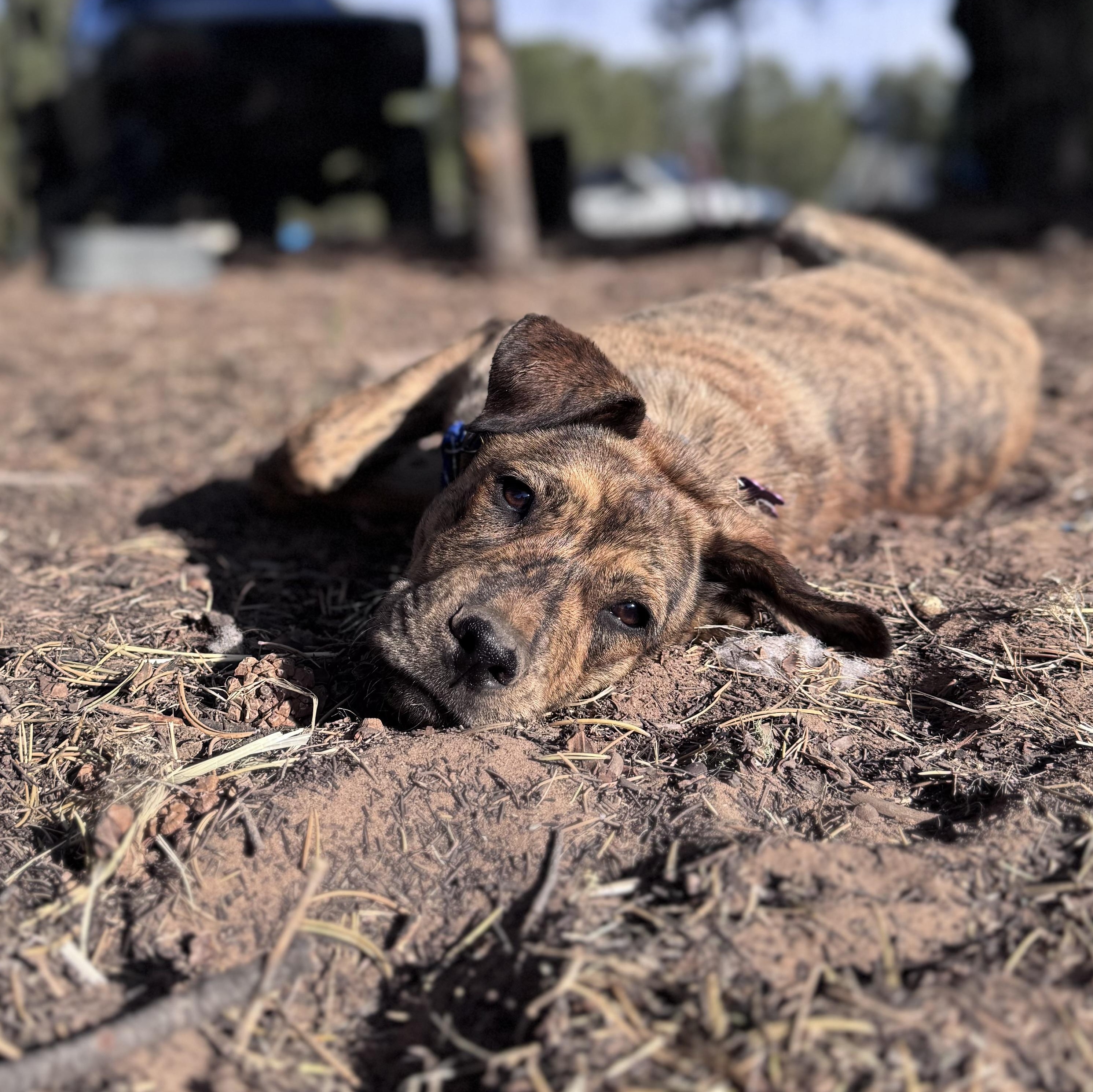 Tater, a ADOPTABLE mixed breed in Carson, NM image 2/4