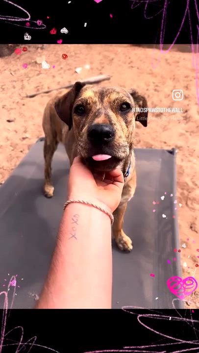 Enlarge Tater, a ADOPTABLE mixed breed in Carson, NM video 4/4
