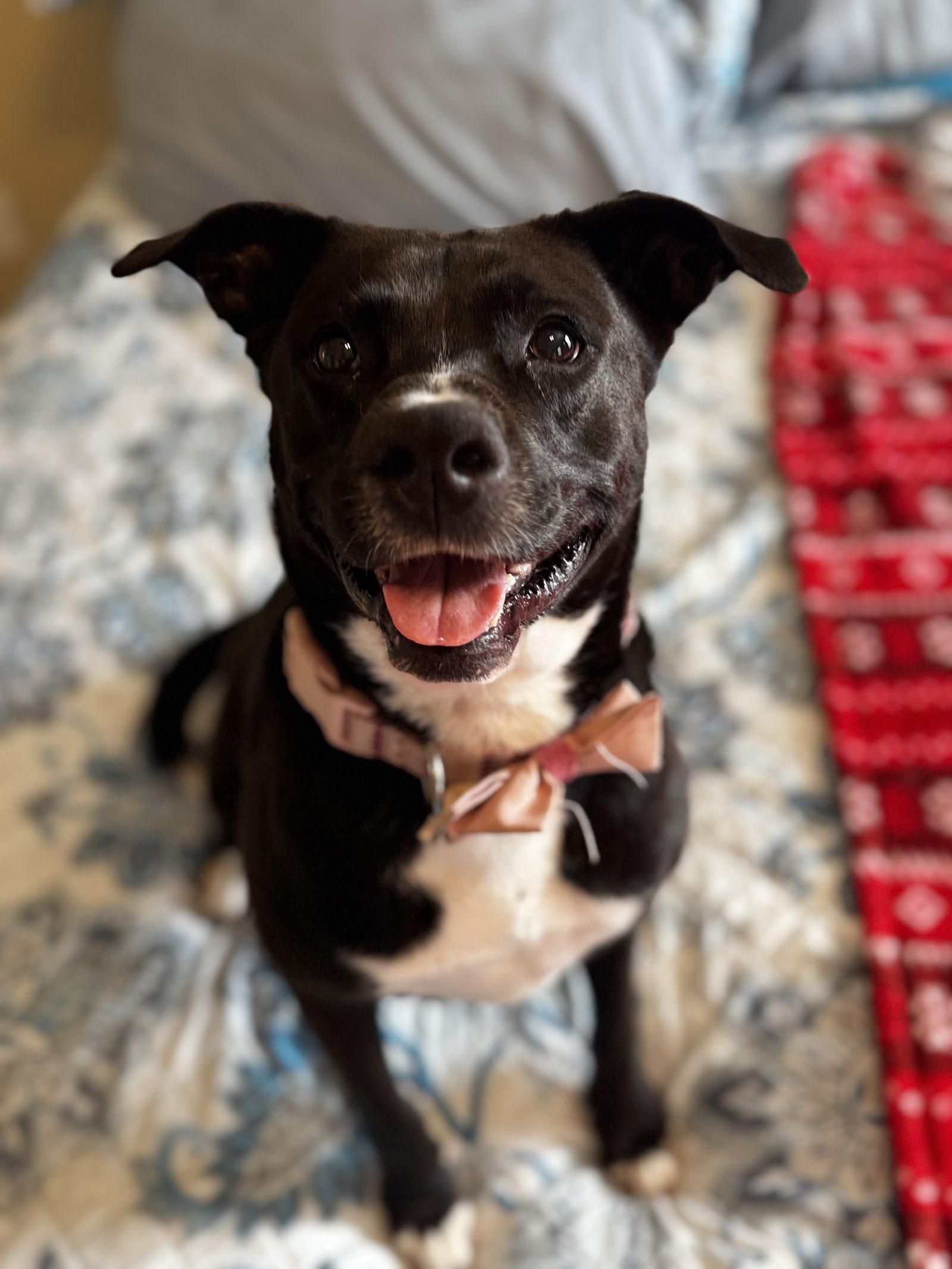 Enlarge Ember, a Adoptable American Staffordshire Terrier in Rosenberg, TX image 1/3