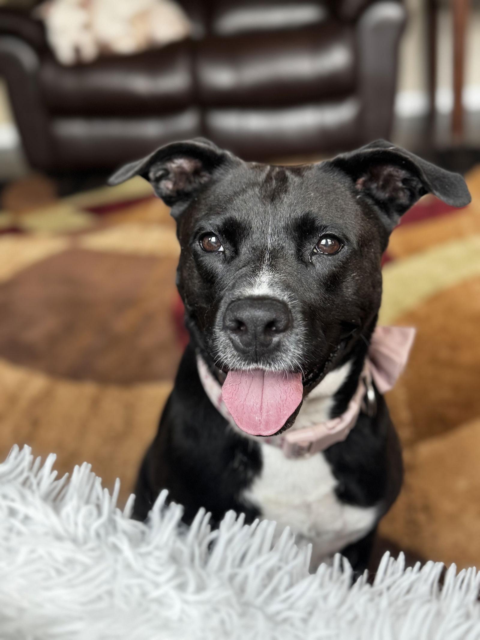 Enlarge Ember, a Adoptable American Staffordshire Terrier in Rosenberg, TX image 2/3