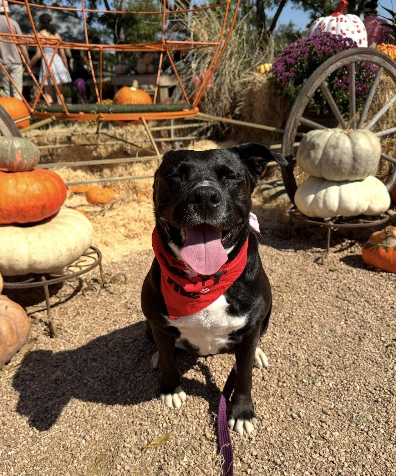 Enlarge Ember, a Adoptable American Staffordshire Terrier in Rosenberg, TX image 3/3