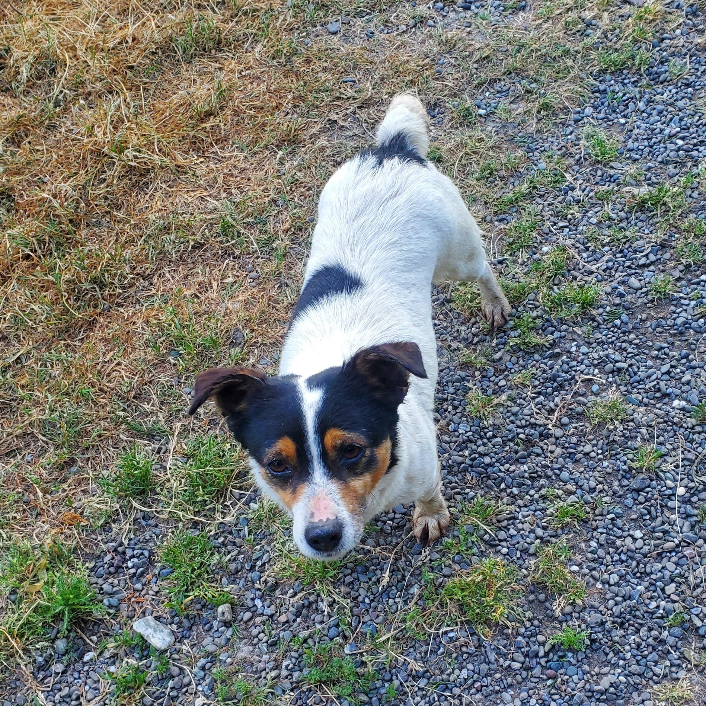 ANGEL (located in Ferndale, CA), Young Female Jack Russell Terrier