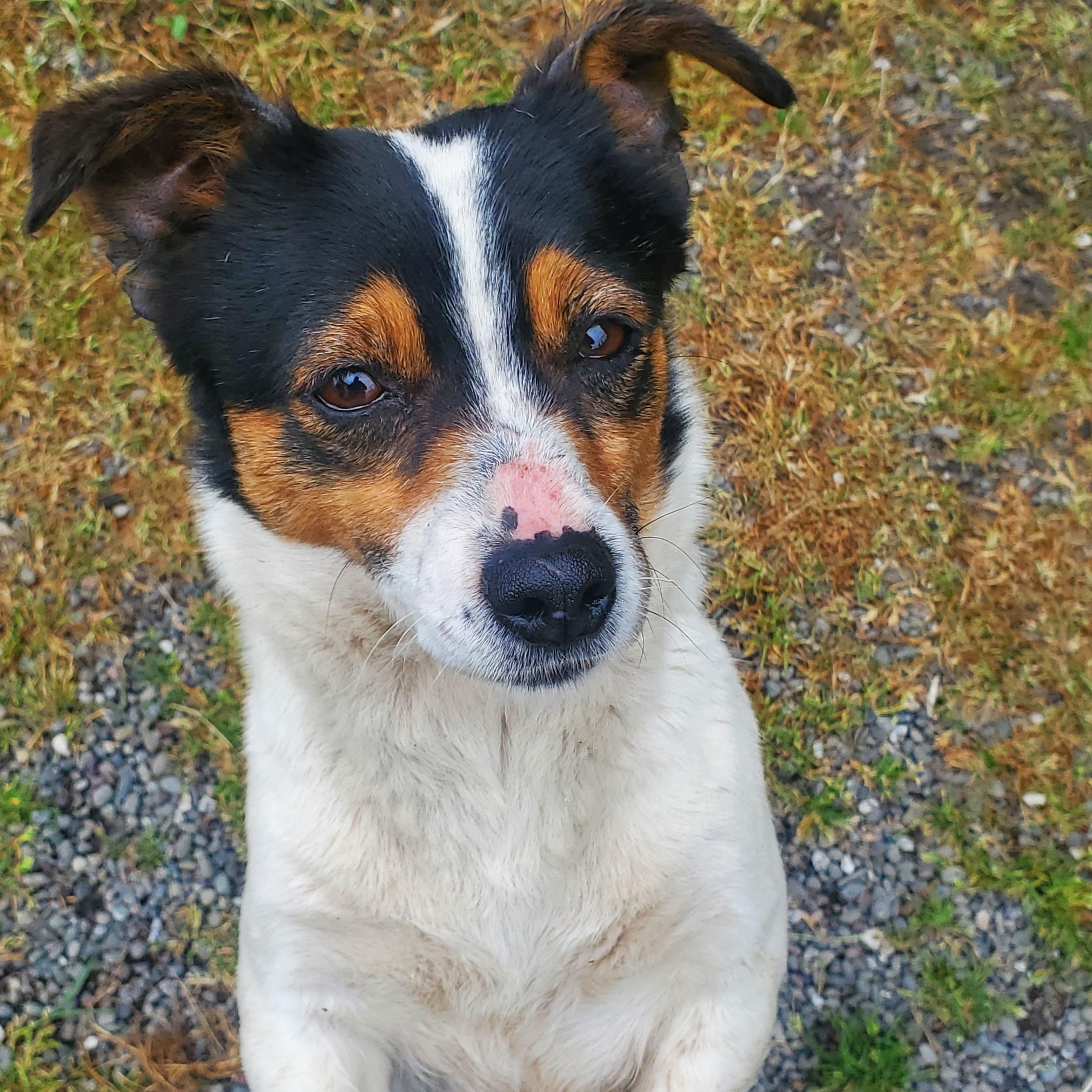 Enlarge ANGEL (located in Ferndale, CA), a Adopted Jack Russell Terrier in Moorpark, CA image 3/3