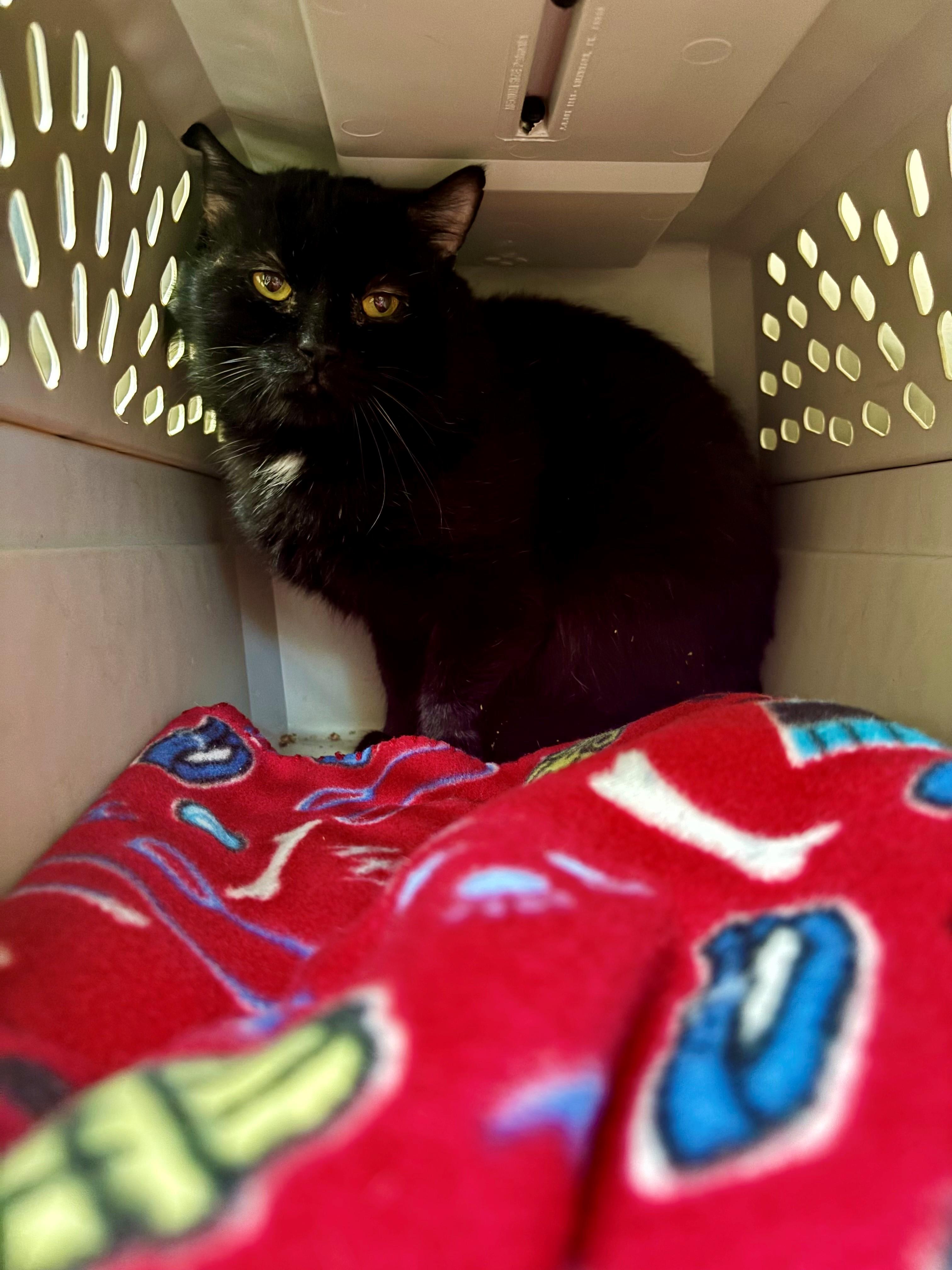 #43 Wasabi, Adult Male Domestic Short Hair